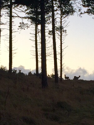 gemaakt tijdens een ochtendwandeling