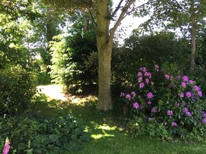 bloemrijke tuin