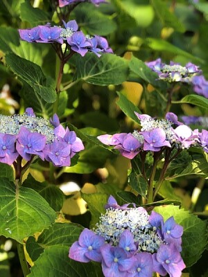 volop hortensia's in de tuin
